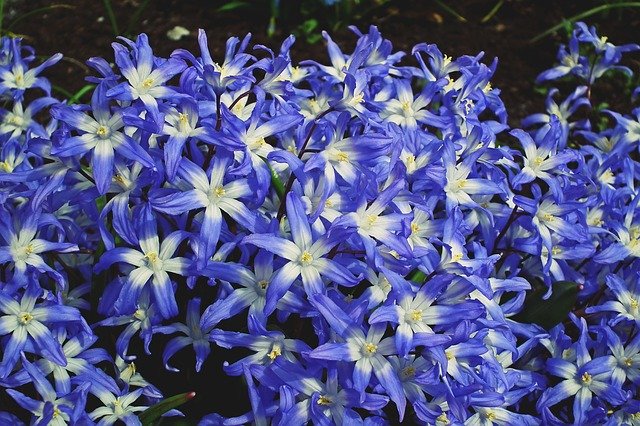 Gratis download Flowers Blue Spring - gratis foto of afbeelding die u kunt bewerken met de online GIMP-afbeeldingseditor