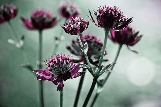 Free download Flowers Bokeh Flower -  free photo or picture to be edited with GIMP online image editor