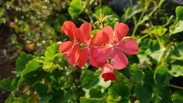 Téléchargement gratuit Fleurs Bokeh Vert - photo ou image gratuite à éditer avec l'éditeur d'images en ligne GIMP