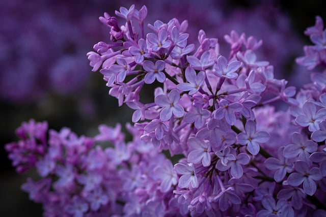 Free download flowers botany bloom blossom free picture to be edited with GIMP free online image editor
