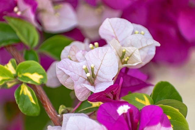Free download flowers bougainvillea floral beauty free picture to be edited with GIMP free online image editor