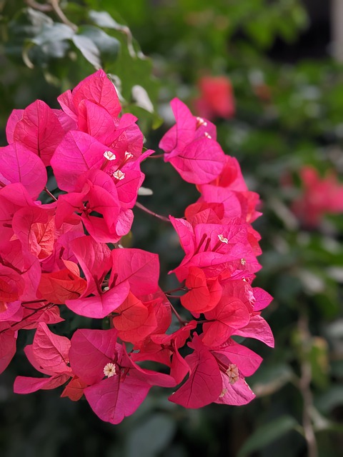 Free download flowers bougainvilleas red flowers free picture to be edited with GIMP free online image editor