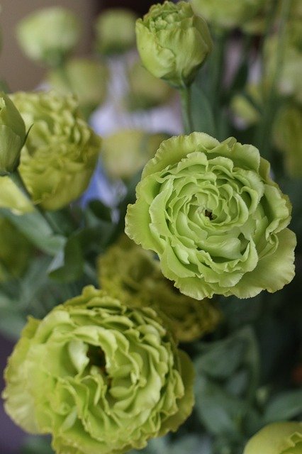 Free download Flowers Bouquet Eustoma -  free photo or picture to be edited with GIMP online image editor