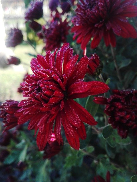 Téléchargement gratuit de Fleurs Bouquet Parterre de Fleurs - photo ou image gratuite à modifier avec l'éditeur d'images en ligne GIMP