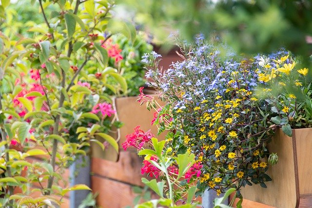 Muat turun percuma Flowers Boxes Garden - foto atau gambar percuma untuk diedit dengan editor imej dalam talian GIMP