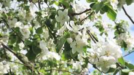 Download gratuito Flowers Branch Blossom - video gratuito da modificare con l'editor video online OpenShot