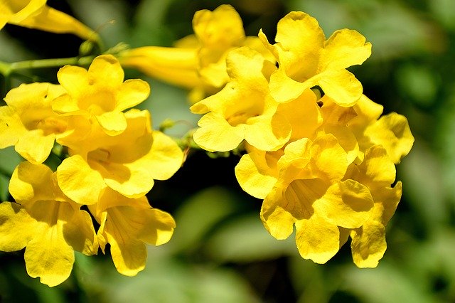 ดาวน์โหลดฟรี Flowers Branch Plant - ภาพถ่ายฟรีหรือรูปภาพที่จะแก้ไขด้วยโปรแกรมแก้ไขรูปภาพออนไลน์ GIMP