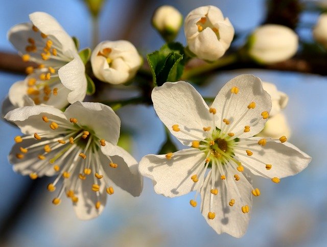 Descarga gratuita Flowers Branch White - foto o imagen gratuita para editar con el editor de imágenes en línea GIMP