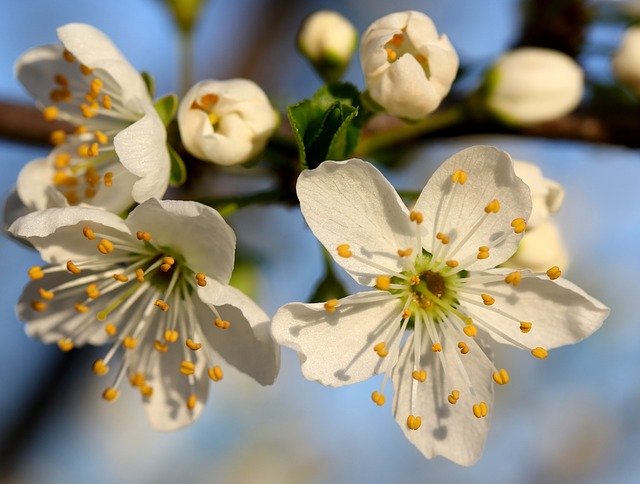 Free download Flowers Branch White -  free photo or picture to be edited with GIMP online image editor