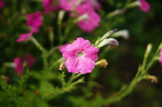 Free download flowers bright light color pink free picture to be edited with GIMP free online image editor