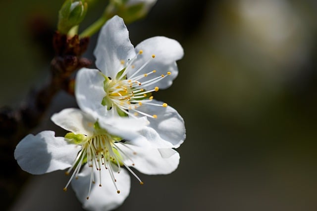 Free download flowers bud petal stamen branch free picture to be edited with GIMP free online image editor