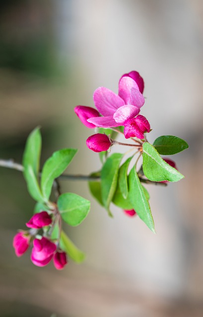 Free download flowers bud plum blossom plant free picture to be edited with GIMP free online image editor