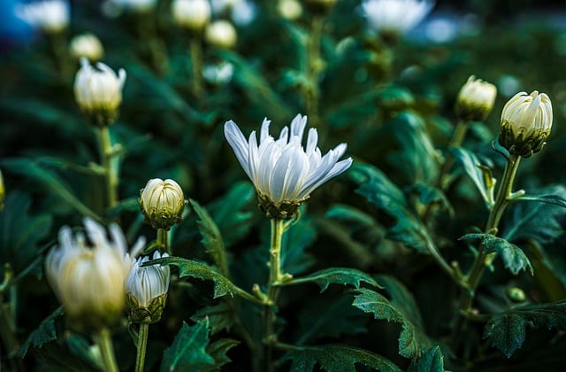 Free download flowers buds green morning flowers free picture to be edited with GIMP free online image editor