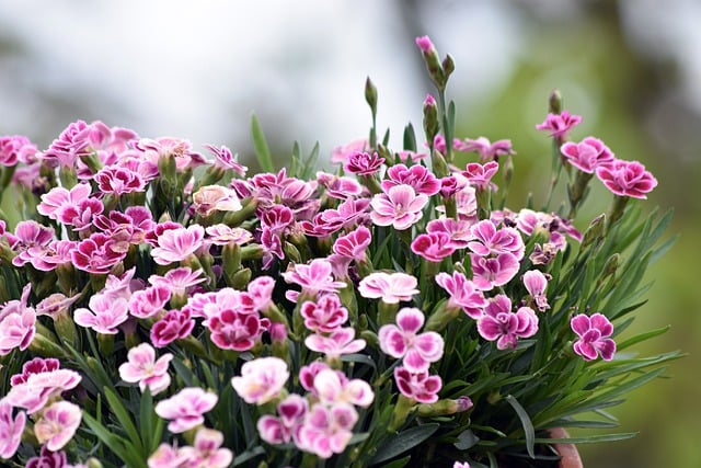 Free download flowers buds spring flowering free picture to be edited with GIMP free online image editor
