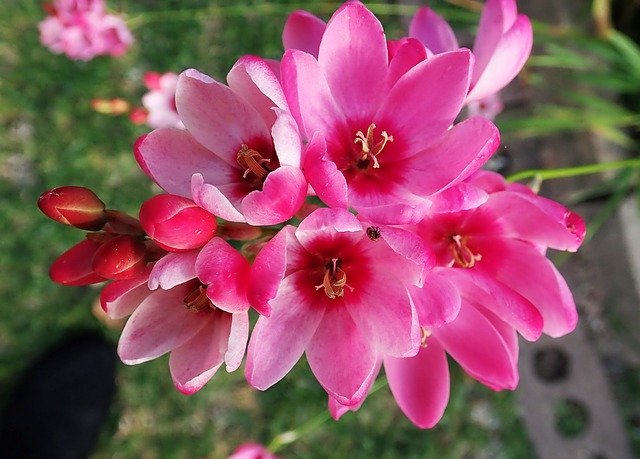 Descarga gratuita Flowers Bulb Pink - foto o imagen gratuita para editar con el editor de imágenes en línea GIMP