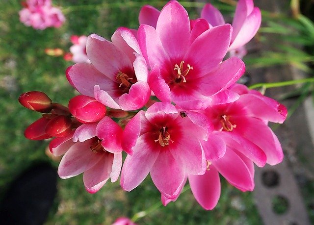 Безкоштовно завантажити Flowers Bulb Pink - безкоштовне фото або зображення для редагування за допомогою онлайн-редактора зображень GIMP