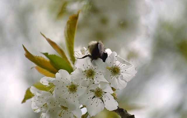 Free download flowers bumblebee apple blossom free picture to be edited with GIMP free online image editor