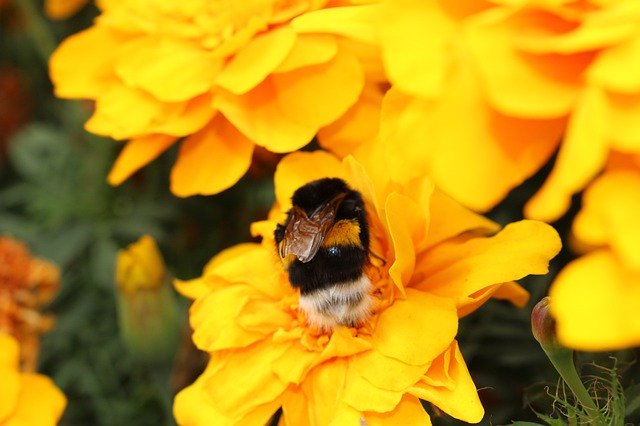 הורדה חינם Flowers Bumblebee Bright - תמונה או תמונה בחינם לעריכה עם עורך התמונות המקוון GIMP