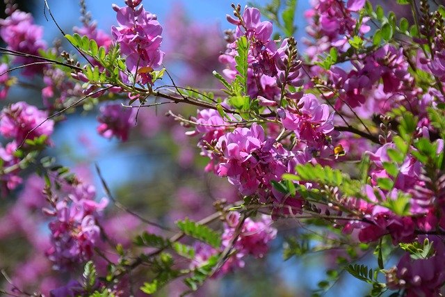 Muat turun percuma Flowers Bush - foto atau gambar percuma untuk diedit dengan editor imej dalam talian GIMP