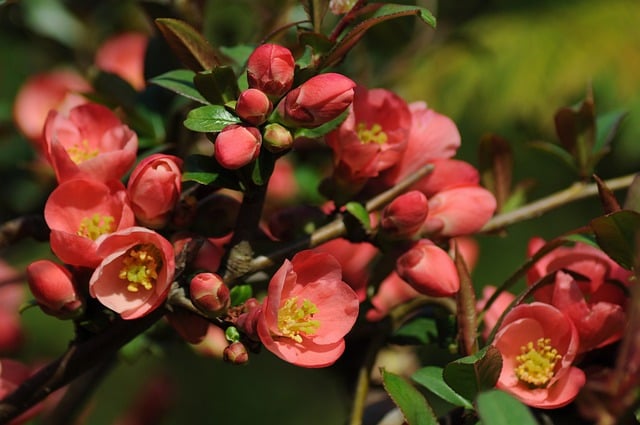 Free download flowers bush blooming nature free picture to be edited with GIMP free online image editor