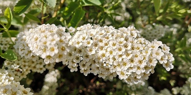 הורדה חינם Flowers Bush Spring - תמונה או תמונה בחינם לעריכה עם עורך התמונות המקוון GIMP