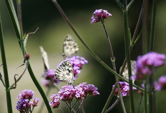 Free download flowers butterflies pollination free picture to be edited with GIMP free online image editor