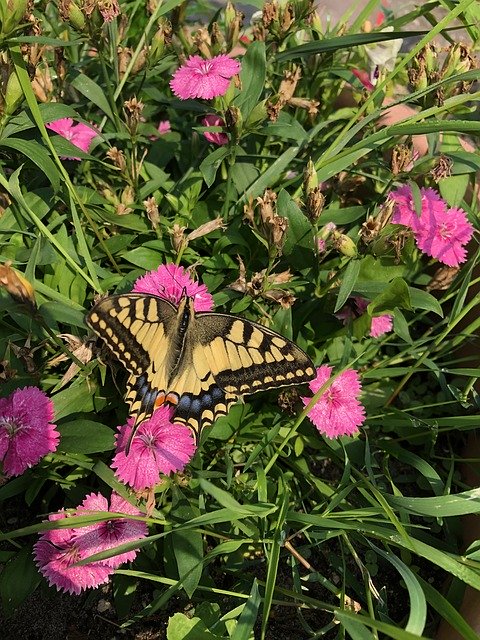 Descarga gratuita Flowers Butterfly - foto o imagen gratuita para editar con el editor de imágenes en línea GIMP
