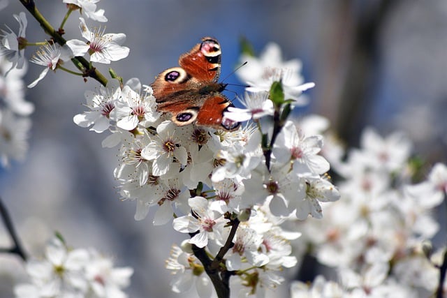 Free download flowers butterfly blooms flowering free picture to be edited with GIMP free online image editor