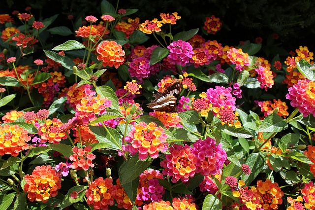 Free download flowers butterfly bright background free picture to be edited with GIMP free online image editor