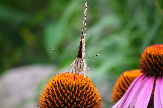 Free download flowers butterfly colorful insects free picture to be edited with GIMP free online image editor