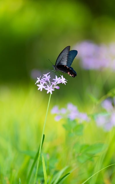 Free download flowers butterfly purple flower free picture to be edited with GIMP free online image editor