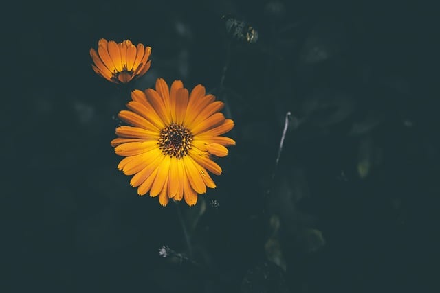 Free download flowers calendula officinalis free picture to be edited with GIMP free online image editor