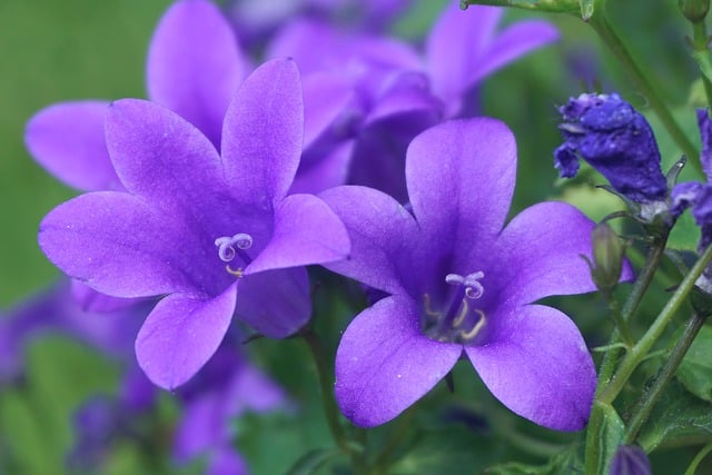 Безкоштовно завантажте безкоштовне зображення квітів дзвоників далматинських для редагування за допомогою безкоштовного онлайн-редактора зображень GIMP