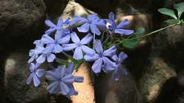 Free download Flowers Celestial Petals Heavenly -  free video to be edited with OpenShot online video editor