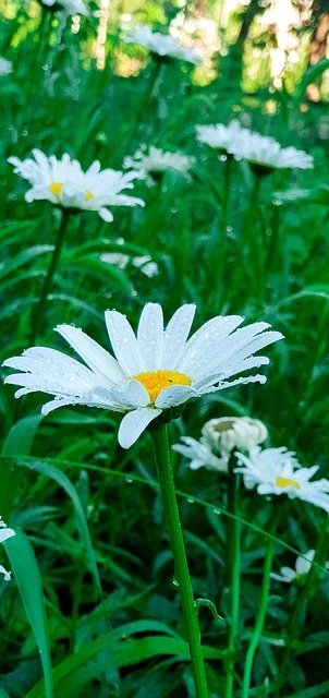 Скачать бесплатно Flowers Chamomile - бесплатное фото или изображение для редактирования с помощью онлайн-редактора изображений GIMP