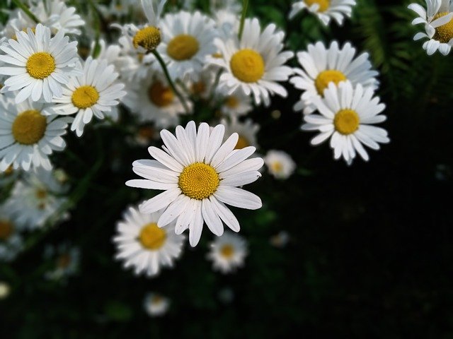 Free download Flowers Chamomile Bloom -  free photo or picture to be edited with GIMP online image editor