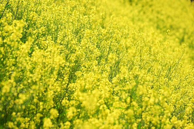 Free download flowers chastity rapeseed spring free picture to be edited with GIMP free online image editor