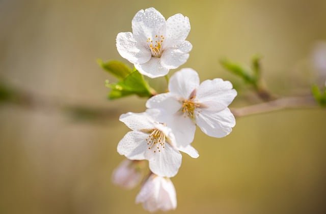 Free download flowers cherry blossom botany bloom free picture to be edited with GIMP free online image editor