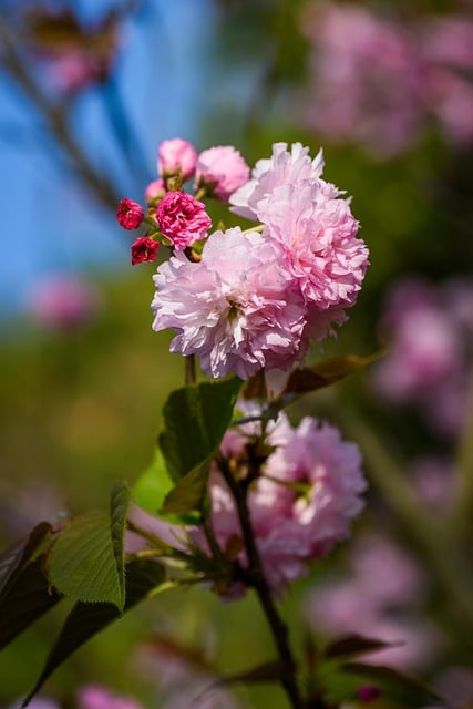 Free download flowers cherry blossom petal bud free picture to be edited with GIMP free online image editor