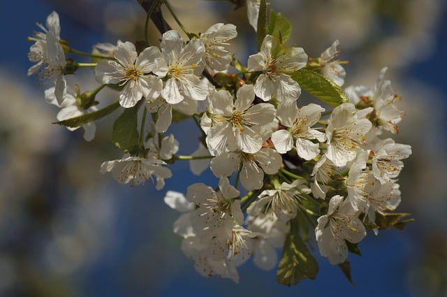 Free download flowers cherry blossom petals free picture to be edited with GIMP free online image editor