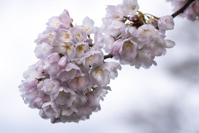 Free download flowers cherry blossom pink flowers free picture to be edited with GIMP free online image editor
