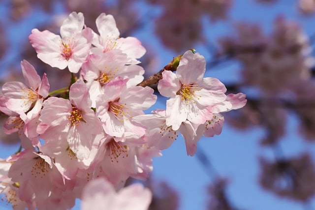 Kostenloser Download von Blumen, Kirschblüten, kostenloses Bild, das mit dem kostenlosen Online-Bildeditor GIMP bearbeitet werden kann