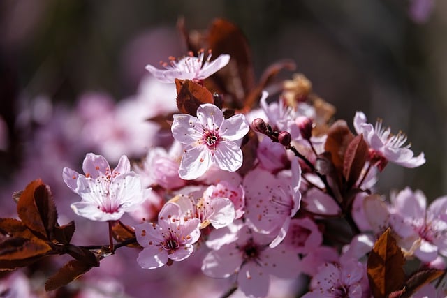 Free download flowers cherry blossom sakura free picture to be edited with GIMP free online image editor