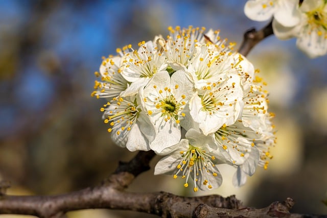 Free download flowers cherry blossoms flower free picture to be edited with GIMP free online image editor