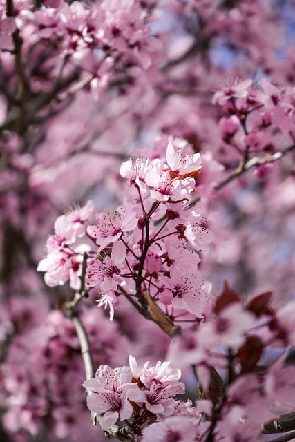 Free download flowers cherry blossoms pink flowers free picture to be edited with GIMP free online image editor