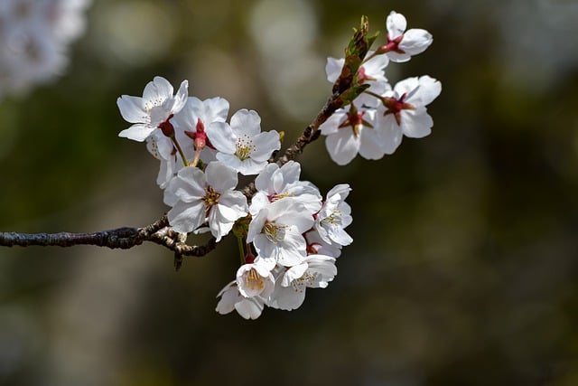 Free download flowers cherry blossoms plant petal free picture to be edited with GIMP free online image editor