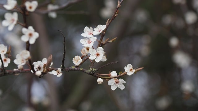 Free picture Flowers Cherry Blossom Spring -  to be edited by GIMP free image editor by OffiDocs