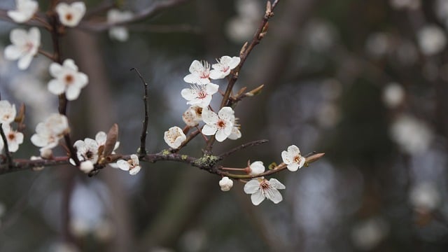 Descarga gratuita Flowers Cherry Blossom Spring - foto o imagen gratuita para editar con el editor de imágenes en línea GIMP