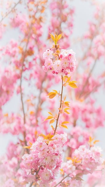 Free download flowers cherry blossoms sakura free picture to be edited with GIMP free online image editor