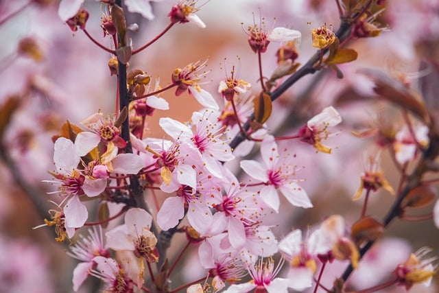 Free download flowers cherry blossoms tree flowers free picture to be edited with GIMP free online image editor